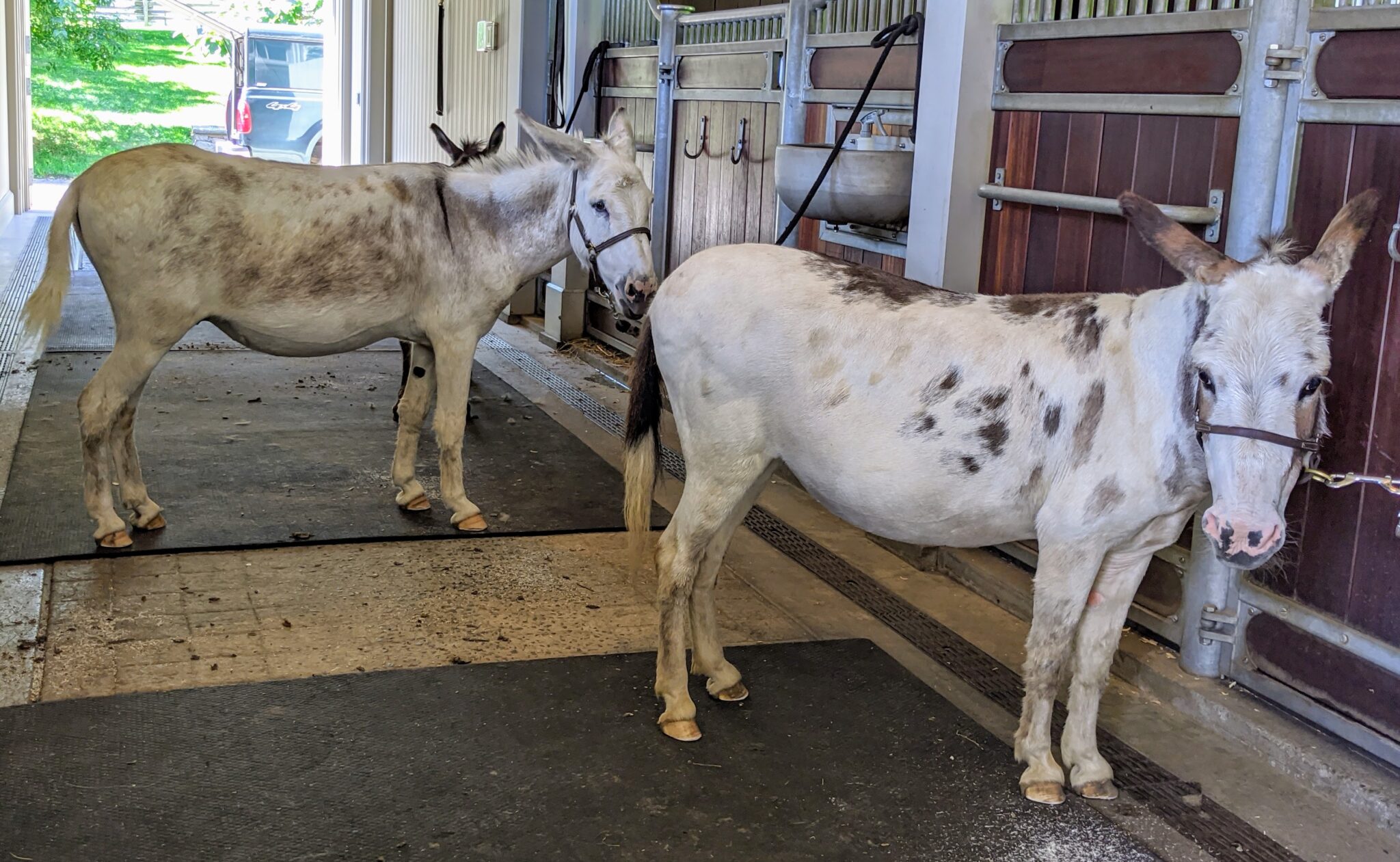 Trimming the Donkeys' Hooves The Martha Stewart Blog
