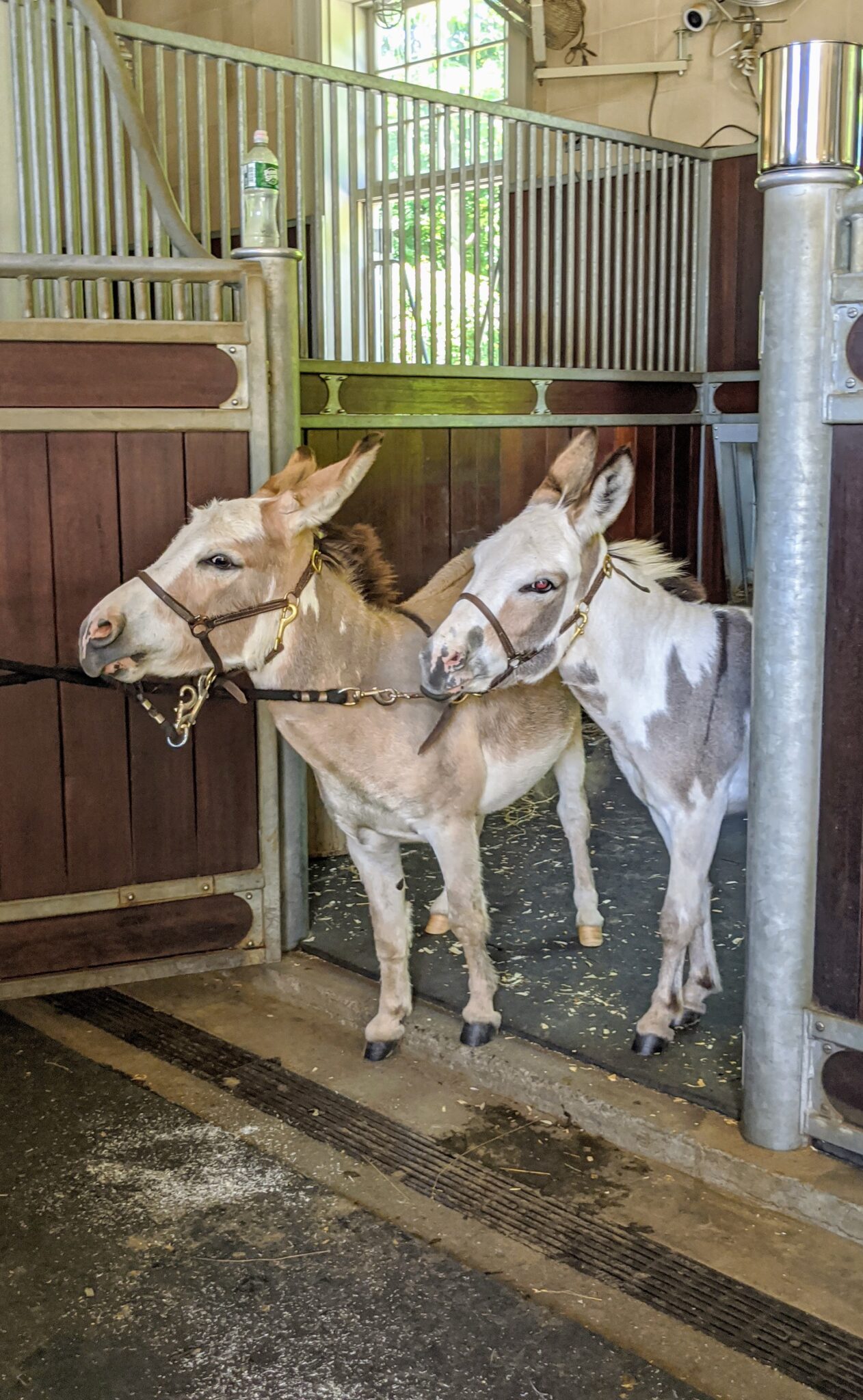 Trimming the Donkeys' Hooves The Martha Stewart Blog