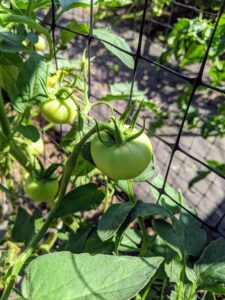 Most tomato plants need between 50 and 90 days to mature. Planting can also be staggered to produce early, mid, and late-season tomato harvests.