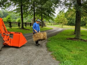 Chhiring carries a another bale of hay and drops it strategically where rain runoff may cause damage to the lawns and garden beds at the Pin Oak Allee.
