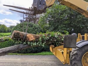 Some of the tree sections are carted away with our trusted High Low.
