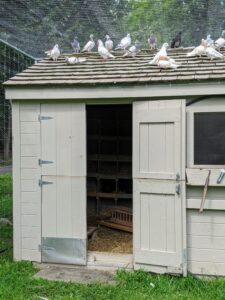 The pigeons are housed behind one side of my Linden Allee and right next to my peafowl pen. Their dovecote is the perfect size for these fancy homing birds - painted, of course, with my signature "Bedford Gray."