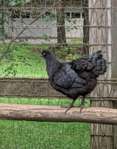 The hens lay a surprisingly abundant amount of eggs – and, the eggs are bright cream in color! Ayam Cemani chickens are cold and hot weather hardy, low maintenance, tame and easy to handle.