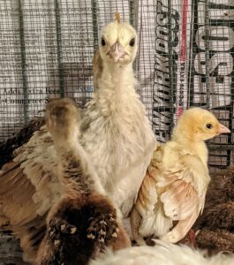 After birds hatch, they are kept in my kitchen until they are a week or so old and then move down to my basement into a larger enclosure. I have six newly hatched peachicks down here now.