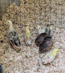 On this day, the six youngest peachicks are moved into the coop with their friends. I know they will thrive here.
