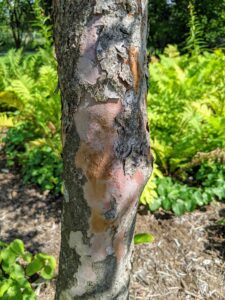 Specimens are often multi-stemmed, which perfectly showcases its peeling, rust-colored bark.