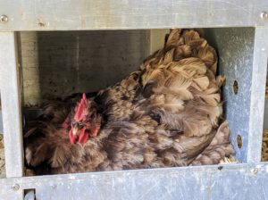 Each box is 12-inches wide by 13-inches tall – perfect for each hen to nest comfortably. Hens lay eggs throughout the year; the color of their shells varies by the chicken breed.