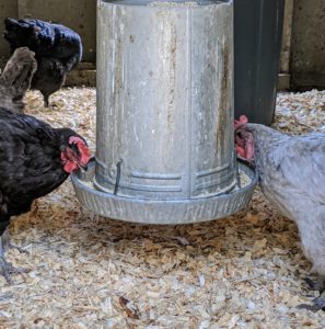 More hens have gone to the feeder to eat their Family Fresh Nutrition Organic Layer Pellets.