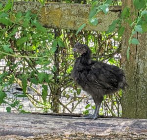The baby Ayam Cemani looks on with curiosity. Outside, the chickens are provided ladders and natural roosts made out of felled trees.