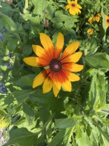 This rudbeckia, or black-eyed Susan, with its orange coloring that blooms out of the center and blends into yellow almost looks like ombre to me.