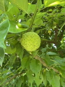 This strange fruit that resembles a brain grows on Martha's osage orange trees, down by the large run-in horse paddock. I learned that these fruits, although considered inedible because of their taste and texture, are good for keeping insects away.