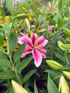 Here is one of my favorite lily varieties 'Jaybird,' which is an oriental lily. This is also in the garden in front of the barn. These lilies are incredibly fragrant and make for great cut flowers.