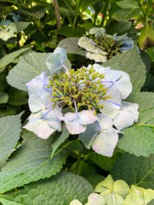 This is an interesting hydrangea. It is called a lace cap hydrangea,Hydrangea macrophylla, and is native to Japan. This particular plant’s blossoms always face down. I think it is beautiful.