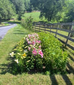 Here is my cut lily garden. In this bed there are 340 bulbs of four different varieties. From left to right is: 'Canca D’or,' 'Starfighter,' 'Carolina' (which is a roselily), and 'Casa Blanca' (a typical white lily). Lilies are, by far, my favorite flower and I planted this bed as a test run. I have already ordered 1,250 bulbs for a larger cut lily garden for next year from wholesaler Zabo Plant Company. The lilies I have over the farm I purchased from wholesaler Flamingo Holland.