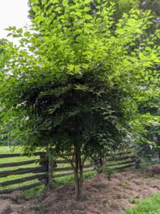The Osage is a small deciduous tree or large shrub, which can reach a mature size of up to 40-feet tall with an equal spread.
