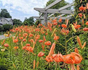 Native to China and Japan, these robust flowers add striking beauty to any border. I love how they look with their bright and showy orange colored blooms.