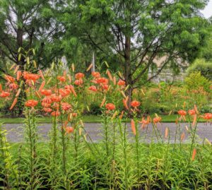 This view is from under the pergola looking toward the Stewartia garden where I have more brightly-colored tiger lilies. My Tenant House is in the distance.