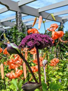 In this garden, we also have pops of Angelica gigas, which have broad, fingered foliage and deep reddish-purple stems. The rich coloration extends to the six to eight-inch umbels of flowers that top these five to six-foot-tall plants.