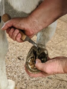 Linda begins by using a hoof knife to remove any debris and trim the sole of the hoof.