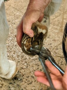 Then she uses the nippers to cut the overgrown hoof wall. This step requires considerable knowledge since the area is so close to the sole.