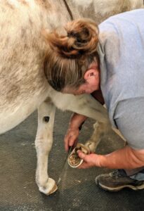 The next step is to clean up any rough edges around the hoof. Linda does this with a filing tool called a rasp. Clive is not giving Linda any resistance. He's accustomed to her and trusts that she will not hurt him.