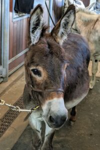 Rufus looks on with curiosity. Donkeys bond very closely with the others in their herd, so these three are always kept close together.