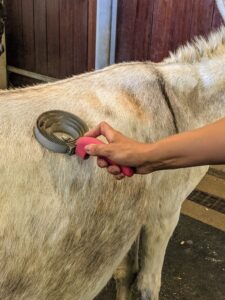 Sarah also grooms Clive to keep him distracted and calm. Sarah uses a round metal curry comb and shedding blade over Clive's back to remove any dead coat hairs.