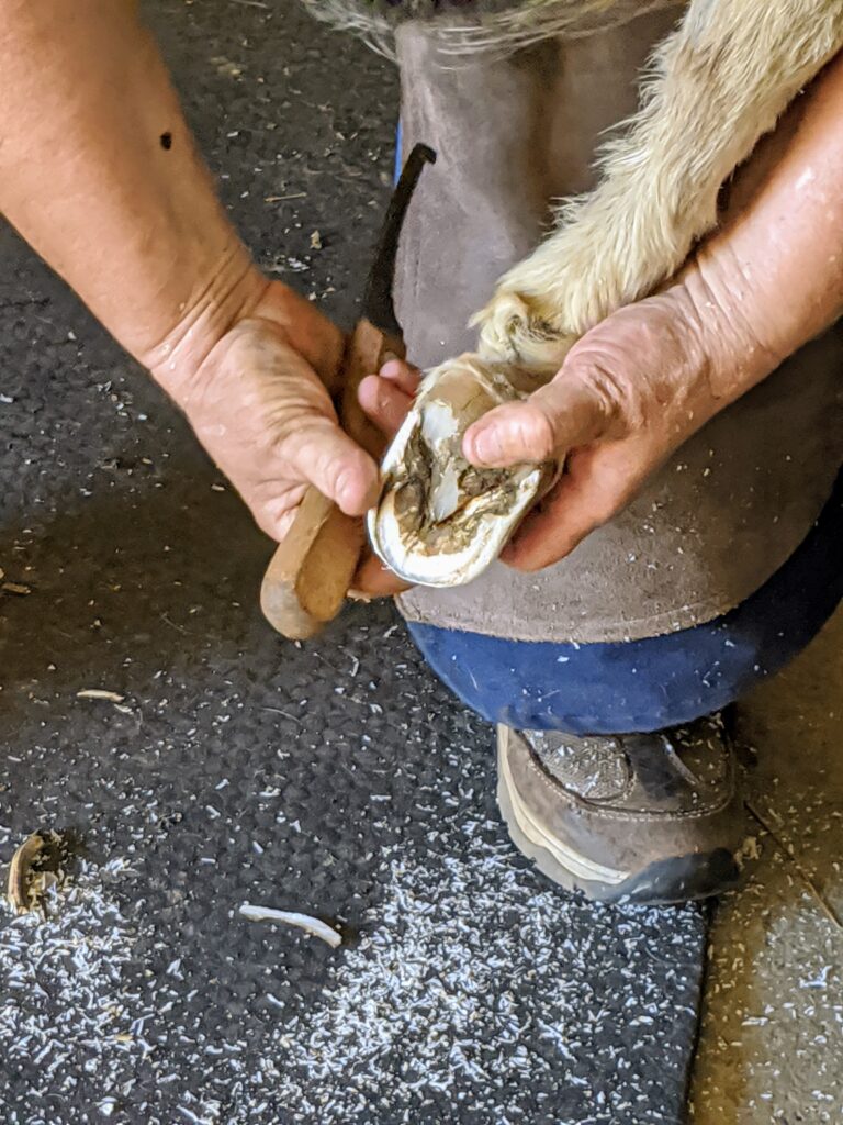 Trimming the Donkeys' Hooves - The Martha Stewart Blog