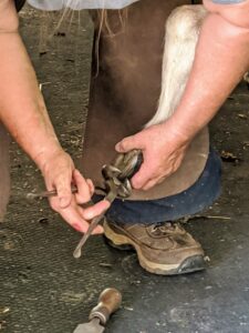 Then, she carefully trims off the excess hoof wall. Proper handling of nippers is very important. Linda is very cautious to not take off more hoof than necessary.