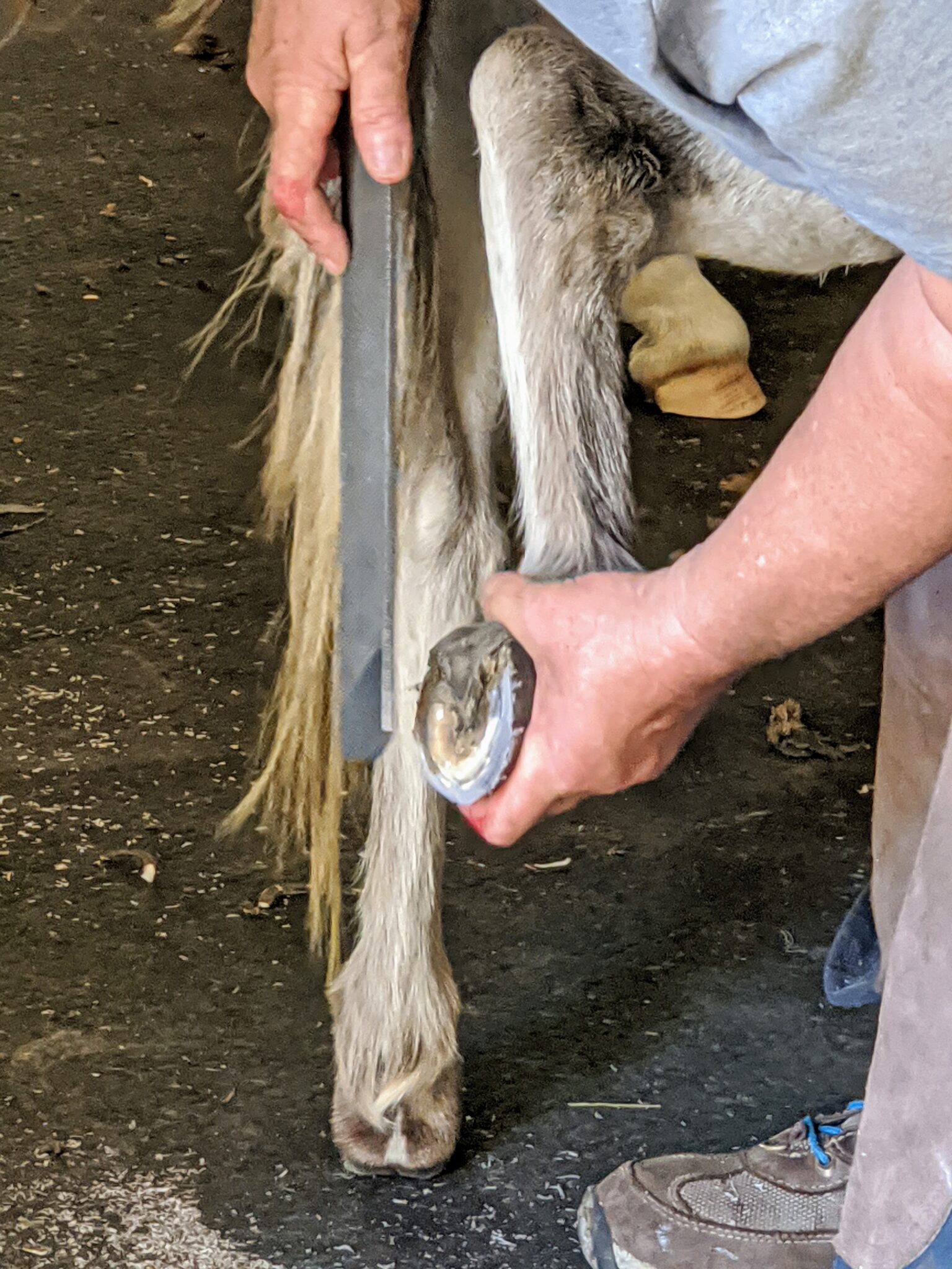 Trimming the Donkeys' Hooves The Martha Stewart Blog
