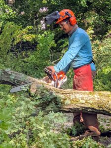 Pasang is a very skilled chainsaw operator. Here he is cutting one of the big downed limbs from a maple tree that fell in my azalea garden. It is crucial he wears all the necessary equipment such as headgear, eye protection, and chaps to keep him safe as he works.