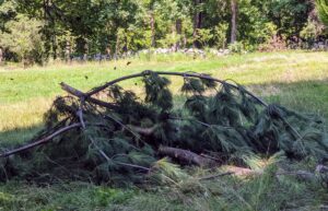 While Tropical Storm Isaias didn't cause any major structural damage around the farm, it did leave lots of debris strewn across the fields, carriage roads, and woodlands - fallen branches are still being cleaned up.