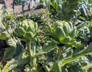 The globe artichoke, Cynara scolymus, is popular in both Europe and the United States. Artichokes are actually flower buds, which are eaten when they are tender.