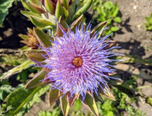 The edible part of an artichoke is the immature flower head. When the flowers start to open up, it's too late. Artichokes are usually harvested roughly 90 days after planting.