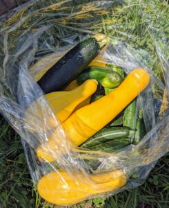 We harvested a bag of summer squash. Zucchini can be dark or light green, A related hybrid, the golden zucchini, is a deep yellow or orange color – all so delicious.