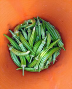 Harvest okra when they are still small, about three-inches long. A common mistake is harvesting the pods when they are six to eight inches long, when most will have a woody taste.