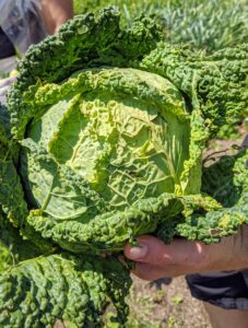 One of my biggest crops includes the brassicas, such as cabbage. To get the best health benefits from cabbage, it’s good to include all three varieties in the diet – green, red and Savoy. Savoy cabbages are very distinctive in appearance – they are the ones with the crinkled texture. And, although they don’t look it, the leaves are very tender.
