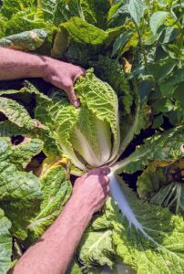 Chinese cabbage, on the other hand, grows into an oblong shape, its leaves frilling out towards the edges. It’s light green with yellow tints, and has a sweeter flavor than its round cousins. The bottom-most leaves will all go to my dear chickens.