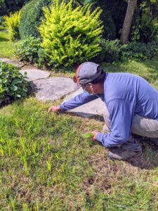 It's all in the details when it comes to many gardening projects. Here, Pete weeds out the crabgrass from the lawn near my Winter House.