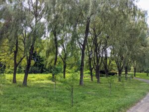 This week, Pasang limbed-up the weeping willow trees down by my run-in horse paddock. Limbing-up, or selectively pruning lower branches, allows enough light to filter down to the lawn and other plants and trees.