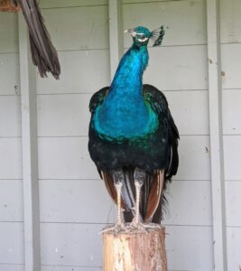 All peafowl enjoy roosting at higher levels. In the wild, this keeps them safe from predators at night. It is important that they have a variety of perches upon which to roost. Here, one can see the sharp, powerful metatarsal spurs on this peacock's legs. Also known as ‘kicking thorns,’ these spurs are used for defense against predators. They also have three strong toes facing forward and one facing backward.
