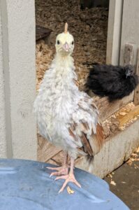 These youngsters – a peachick in front, and a chicken in back, recently moved down to a brooder in one of the coops.