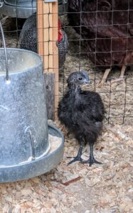 As soon as any chick hatches, each baby is introduced to the waterer and feeder, so they know where to eat and drink, especially when they are moved to new surroundings. This Ayam Cemani and the peachick have been in this enclosure about a week, so they know exactly where everything is.