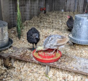 The chick and peachick have become great friends. Here they are in one half of "Coop #1" - dubbed our “nursery”, where the youngest birds are kept until they are big enough to join the rest of their flocks.