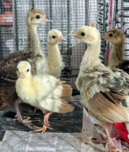 Chickens and peafowl are not difficult to keep, but it does take time, commitment, and a good understanding of animal husbandry to do it well. These peachicks are adorable.