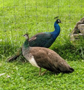 Peacocks and peahens are very smart, docile, and adaptable birds. They are also quite clever and very curious.