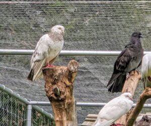 Their entire pen is well protected from aerial predators. Here, one can see the protective fencing above. An adult pigeon is about 13 inches in length and can weigh up to 20 ounces. I am glad this enclosure is very safe.