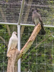 They love to perch atop the branches waiting for visitors. We “planted” this tree inside their enclosure. Pigeons have excellent hearing. They can detect sounds at far lower frequencies than humans, and can hear distant storms and volcanoes.