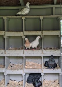 While most of the pigeons are perched on the roof, there are a handful nesting indoors. There is a group of nesting boxes against the back wall. Pigeons mate for life and both female and male pigeons share the responsibility of caring for and raising their young. They take turns incubating the eggs and both feed the chicks ‘pigeon milk’ – a special secretion from the lining of the crop which both sexes can produce.