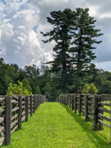 On the right is the stand of great white pine trees – visible from almost every location on this end of the farm. Pinus Strobus is a large pine native to eastern North America. Some white pines can live more than 400-years. The fencing was bought in Canada. Although the uprights are mostly new cedar posts, the horizontal pieces are antique white spruce that's still as beautiful now as it was when I purchased it.
